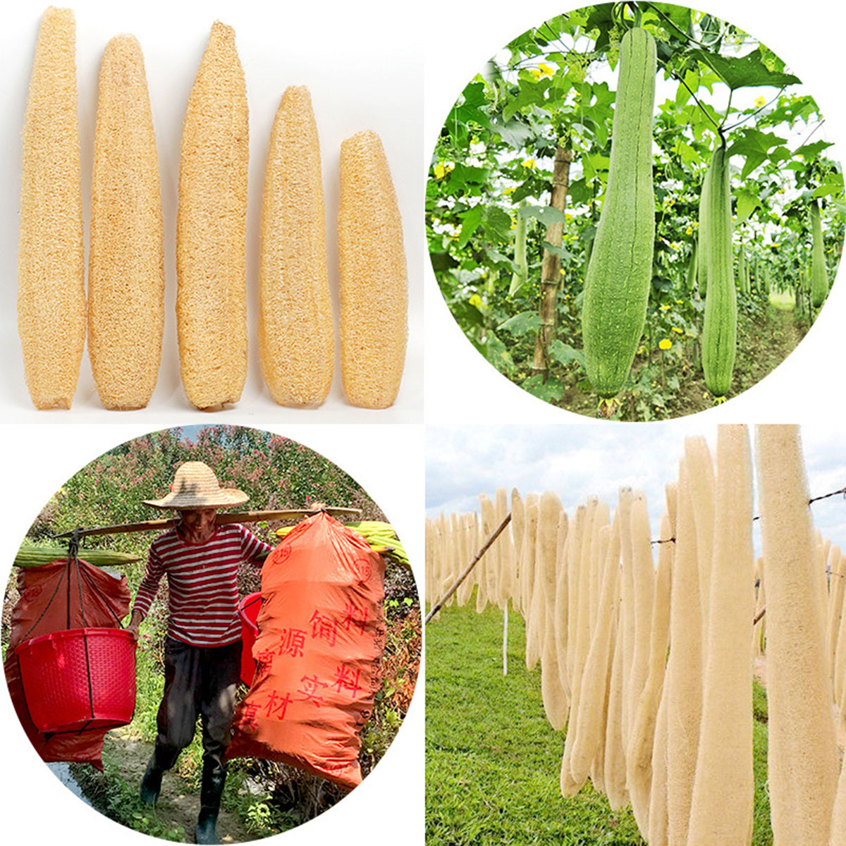 1pcs Natural Loofah Sponge Mul - đánh giá và giá Body Loofah Natural