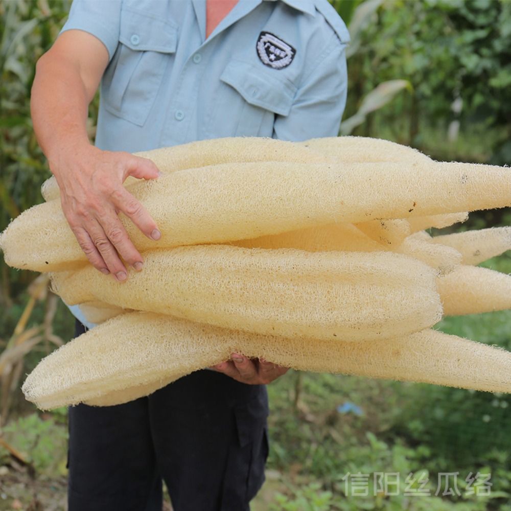 Natural Loofah Luffa Sponge Lo - đánh giá và giá Body Loofah Natural