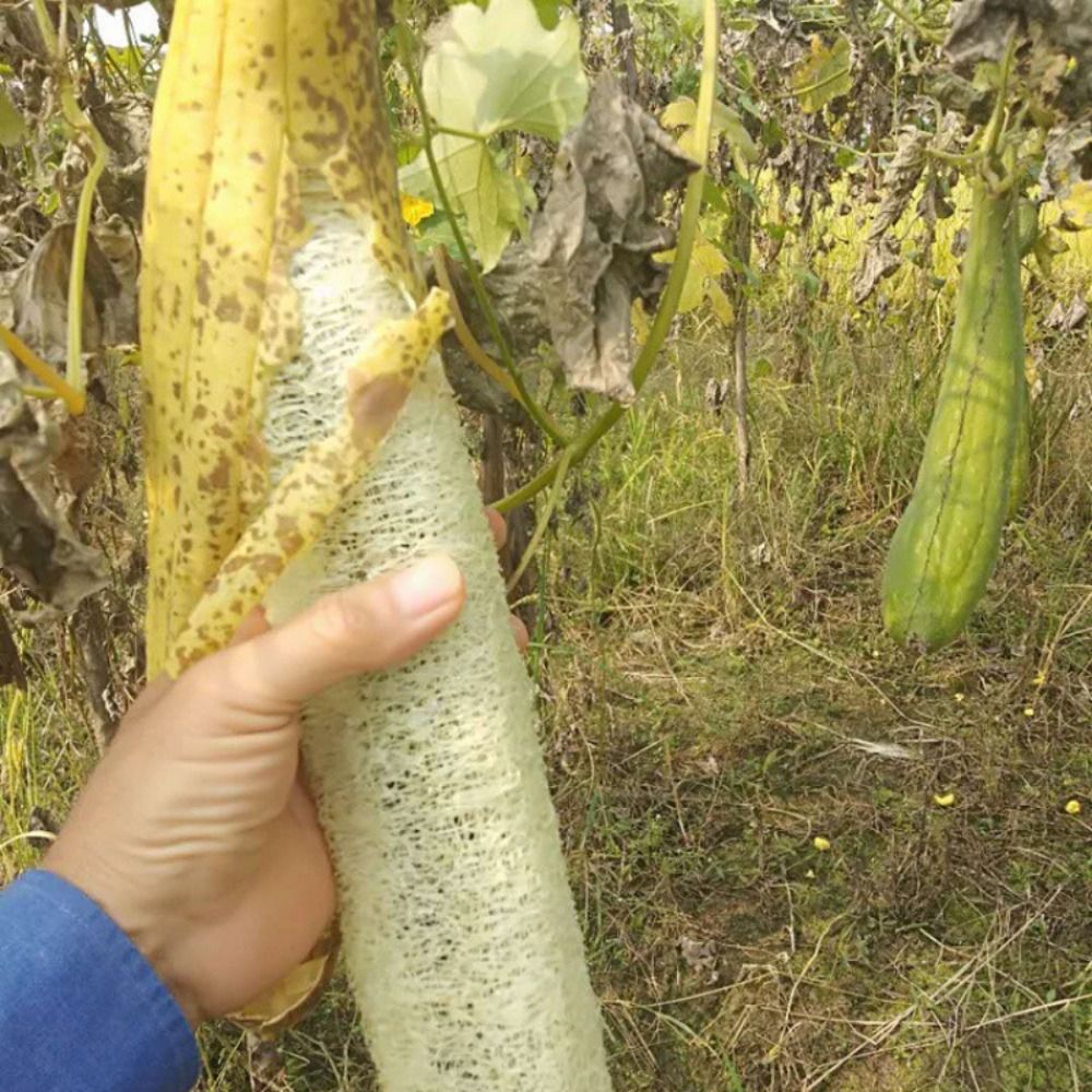 Natural Loofah Luffa Sponge Lo - đánh giá và giá Body Loofah Natural